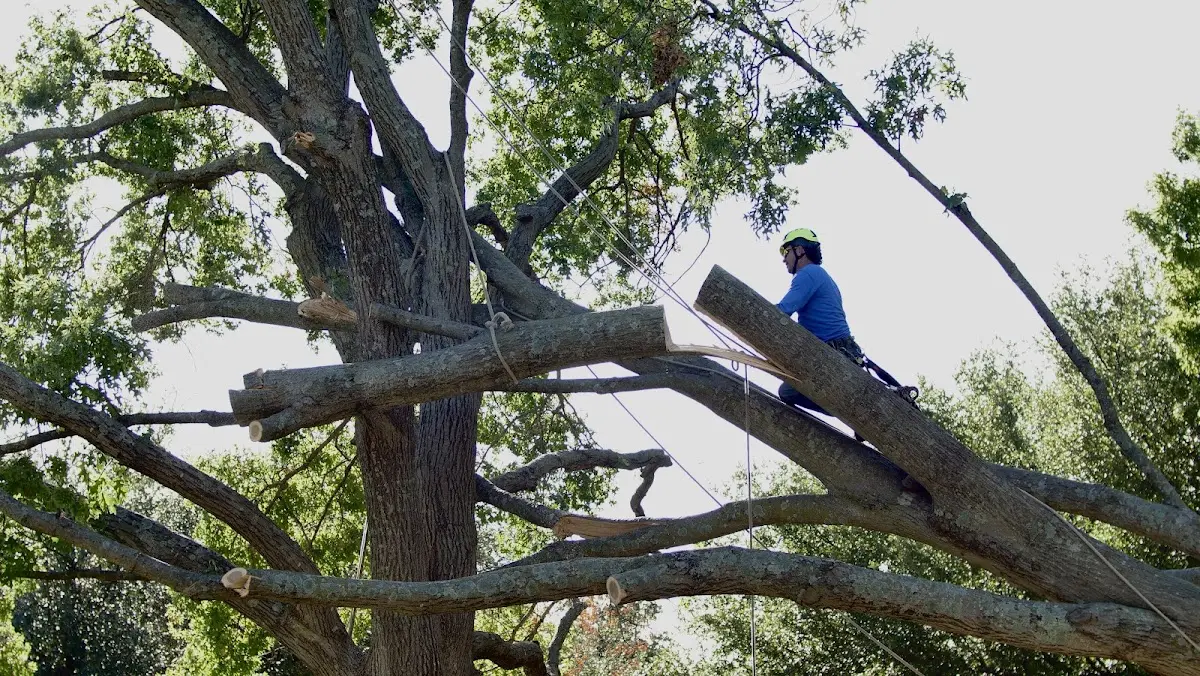 Professional Crown Thinning performed by certified arborists in Laquey